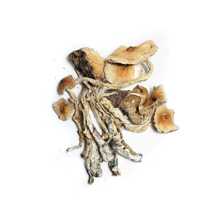 African-Transkei-Magic-Mushroom-1.jpg