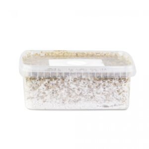 Albino-Penis-Envy-Mushroom-Grow-kit-1.jpg