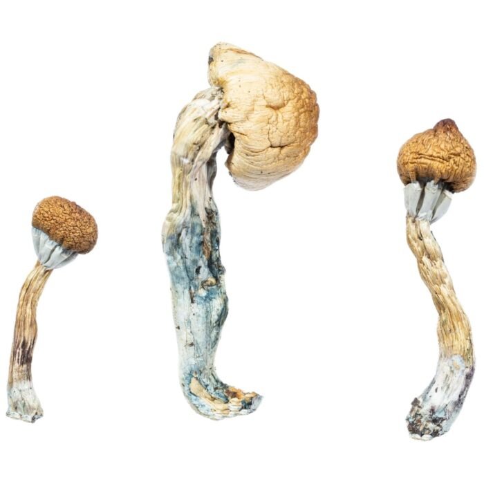 Albino-Penis-Envy1-1536x1536-1.jpeg