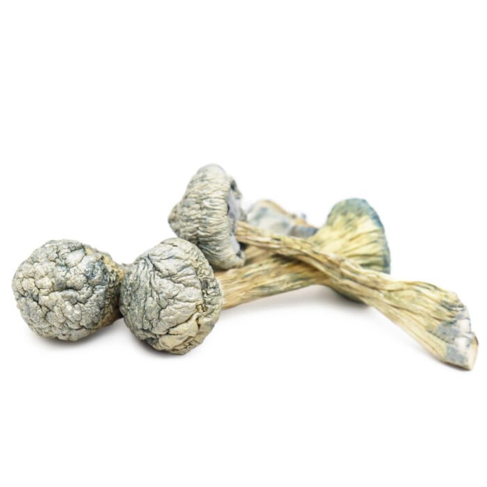 Albino-Treasure-Coast-Magic-Mushrooms.jpg