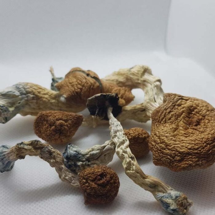 Amazonian-Magic-Mushrooms-1.jpg Amazonian-Magic-Mushrooms-1.jpg