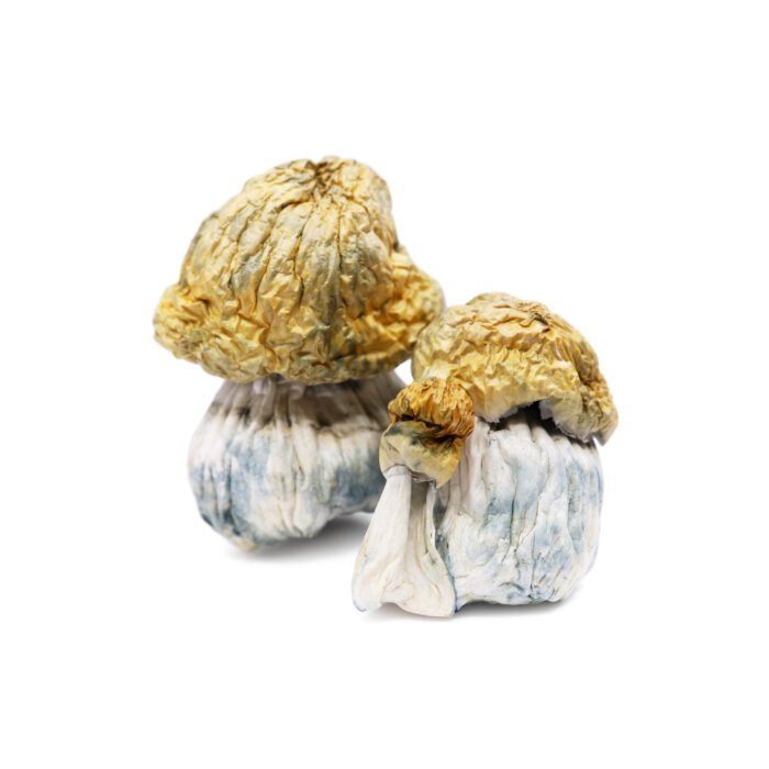 Avalanche-Magic-Mushrooms.jpg