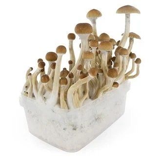B-Mushroom-Grow-kit.jpg B-Mushroom-Grow-kit.jpg