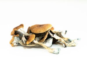 Brazilian Magic Mushrooms