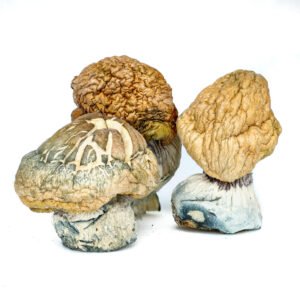 Burmese Magic Mushrooms