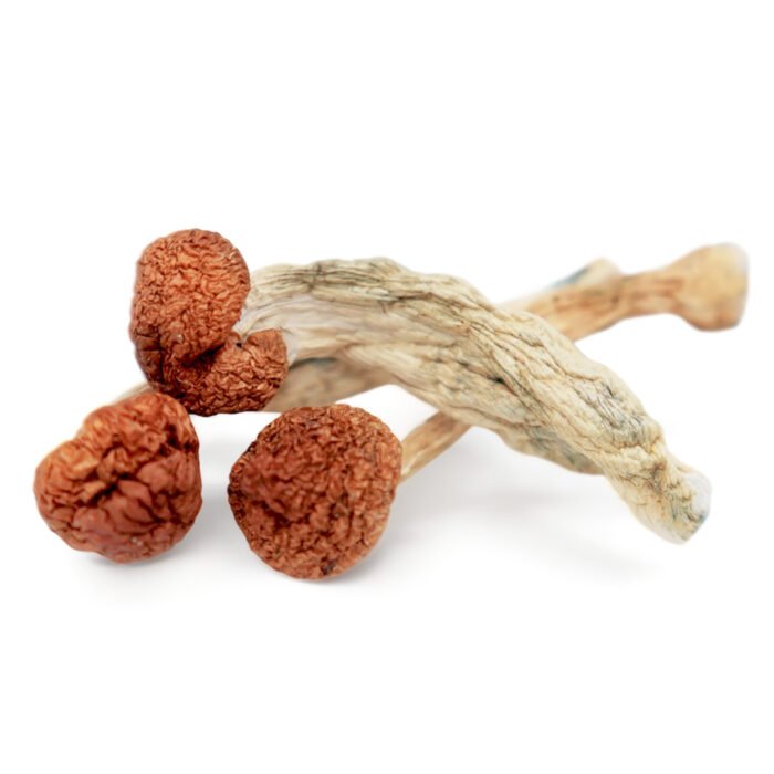 Cambodian-Magic-Mushrooms.jpg Cambodian-Magic-Mushrooms.jpg