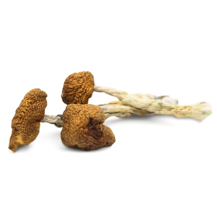 Daddy-Long-Legs-Magic-Mushrooms.jpg