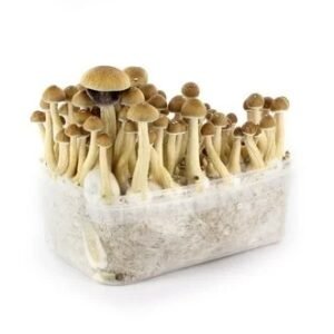 Ecuadorian Mushroom Grow Kit