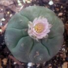Peyote-seeds-2.jpg