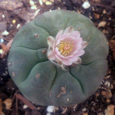 Peyote-seeds-2.jpg Peyote-seeds-2.jpg
