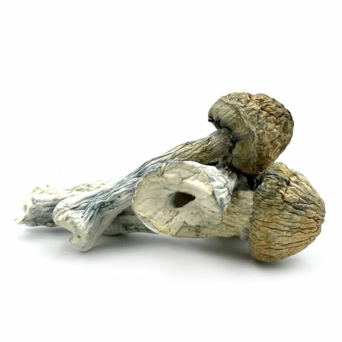 Thrasher-Mushrooms-1536x1536-1.jpg Thrasher-Mushrooms-1536x1536-1.jpg