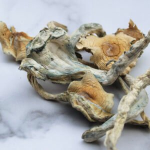 Treasure Coast Magic Mushrooms