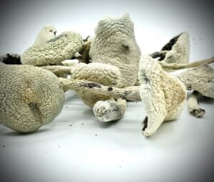 White Teacher Magic Mushrooms